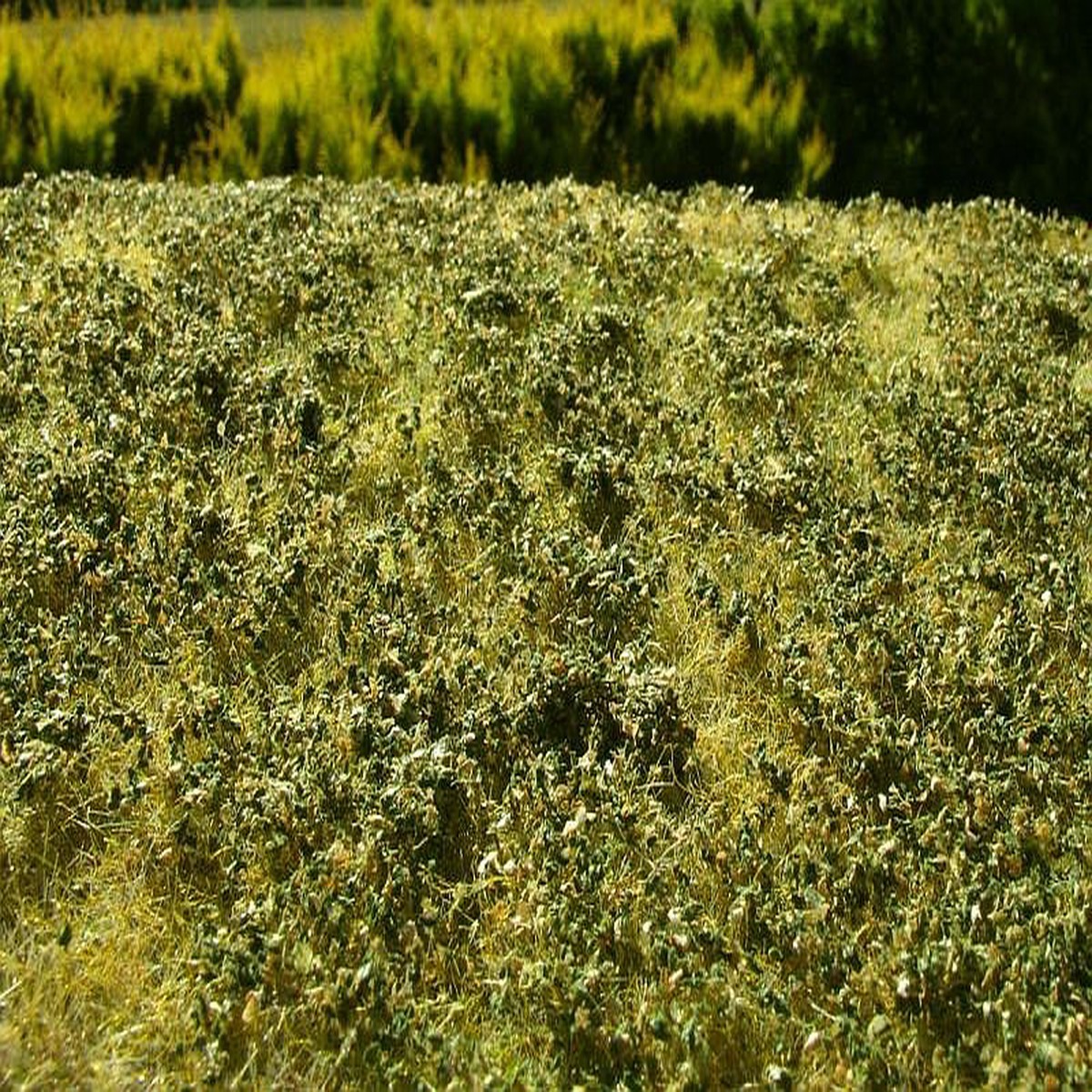 Model Scene F503 Low Bushes - Late Summer