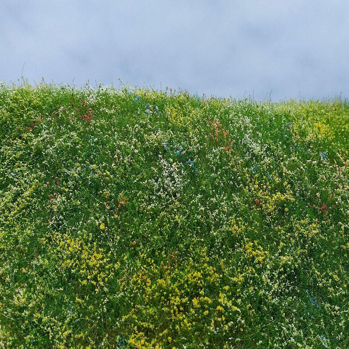 Model Scene F562 Blooming Meadow – Early Summer