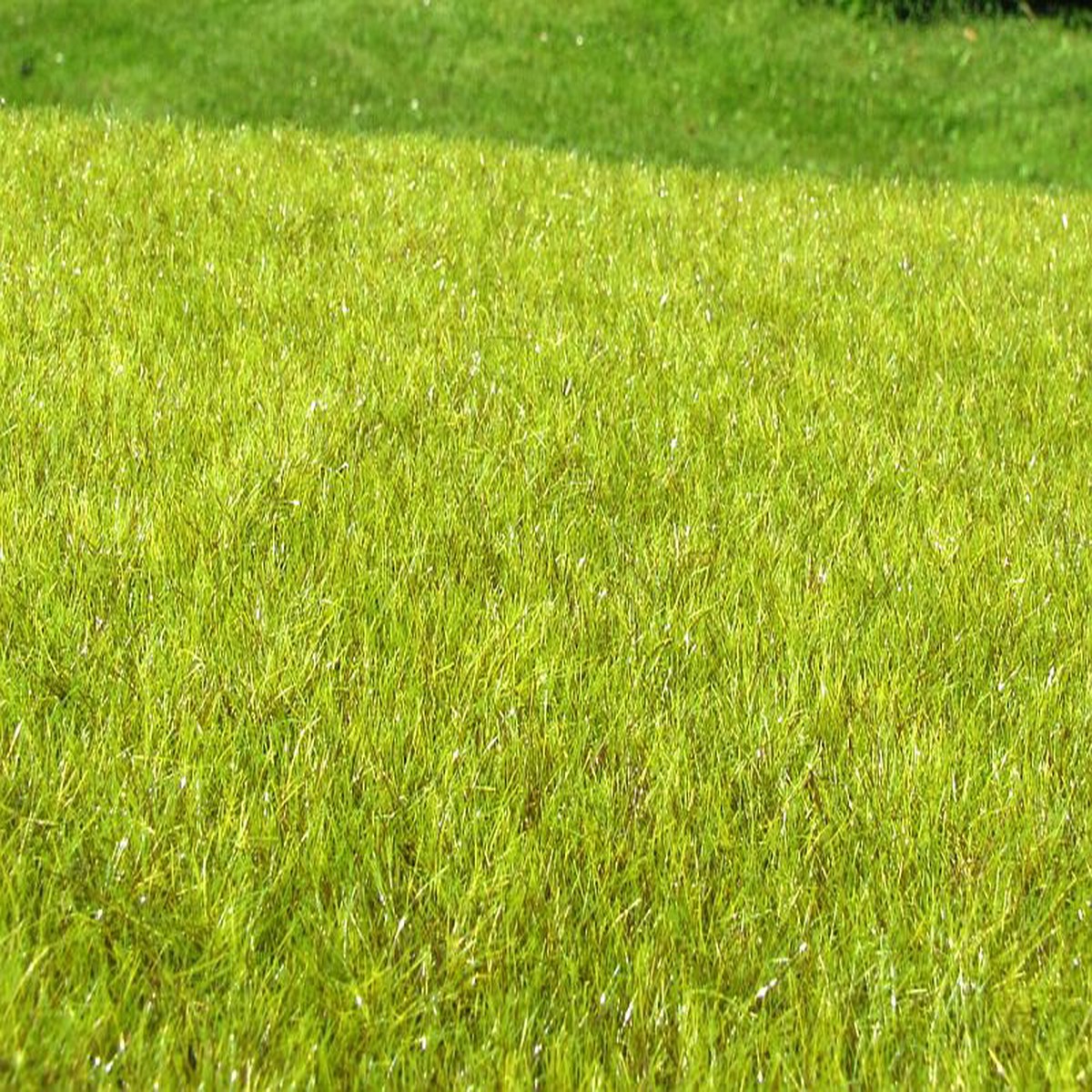 Model Scene F010 Wetland light